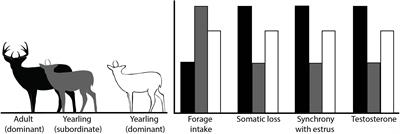 One in the Hand Worth Two in the Bush? Reproductive Effort of Young Males Is Not Affected by the Presence of Adult Males